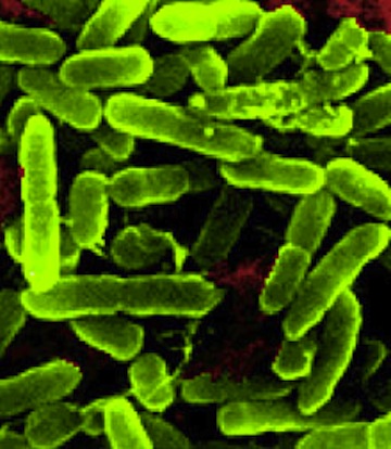 Bacteria In Space Grows in Strange Ways